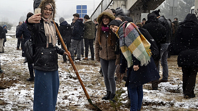Çam ağaçlarının kesilmesi, fidan dikimiyle protesto edildi