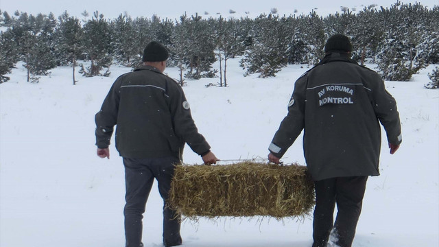 Çankırı'da yaban hayvanları için yemleme çalışması