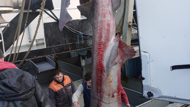 Çinekopa ağ atan balıkçılar köpek balığı yakaladı