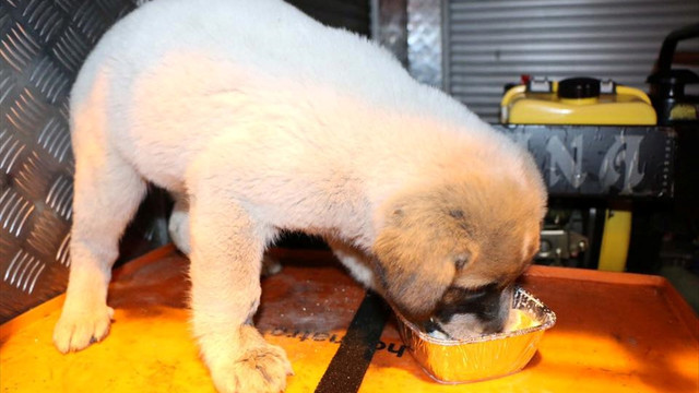 Duvar arasına sıkışan yavru köpeği itfaiye kurtardı