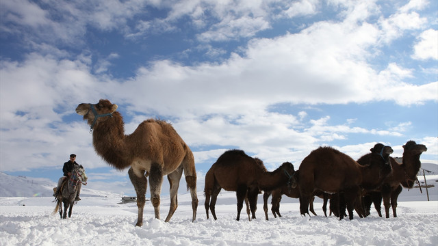 Ege'nin şampiyon develerine karda idman