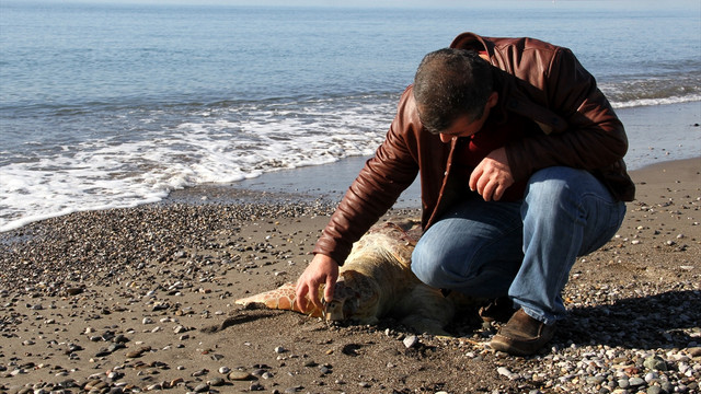 Fethiye'de ölü caretta caretta sahile vurdu