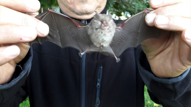 Fethiye'de yarasa satan kişiye 3 bin 731 lira ceza