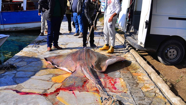 Gökova Körfezi'nde 200 kiloluk vatoz yakalandı