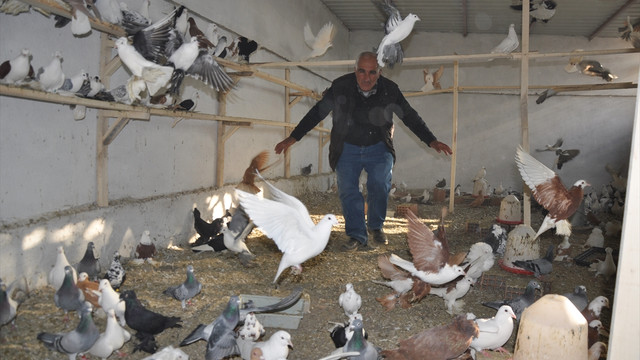 İcralık güvercinlere alıcı çıkmadı