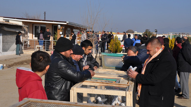 İcralık güvercinlere toplu satış nedeniyle alıcı çıkmadı