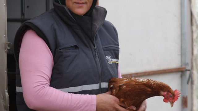 İstediği lezzette yumurta bulamayınca çiftlik kurdu