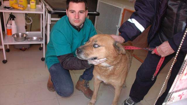 Kanser hastası köpek tedavi edildi