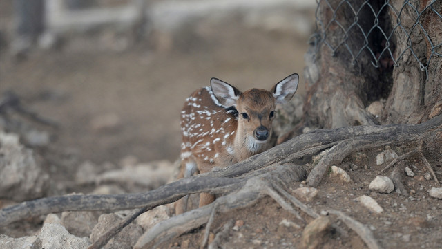 Kış ortasında gelen yavru geyik ilgi odağı oldu