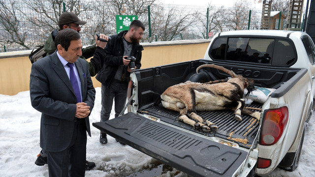 Koruma altındaki yaban keçisi avlandı