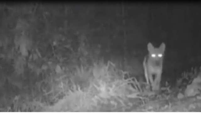 Küre Dağları'nda kurt görüntülendi