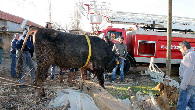 Kuyuya düşen inek kepçeyle kurtarıldı