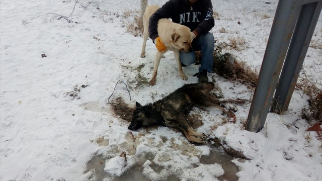 Mandıradaki 300 kazı kurttan köpekler kurtardı