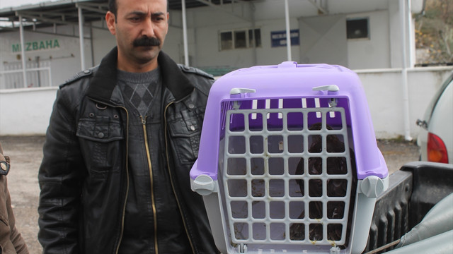 Manisa'da yaralı yavru atmaca tedavi altına alındı