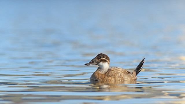 Manyas Kuş Cenneti 7 bin dikkuyruğa ev sahipliği yapıyor