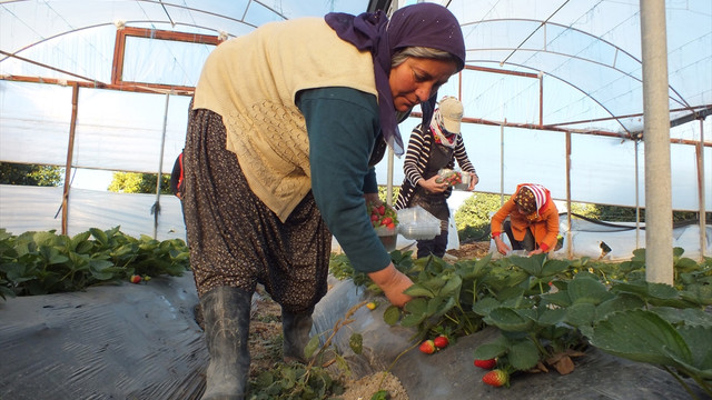 Mersin'de aralık ayında çilek hasadı