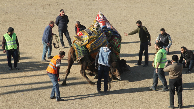 Milas'ta develer spor yararına güreşti