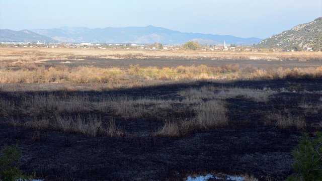 Muğla'da sazlık alandaki yangın