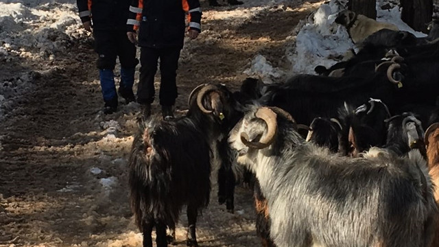 Niğde'de 5 çoban ve sürüleri mahsur kaldı