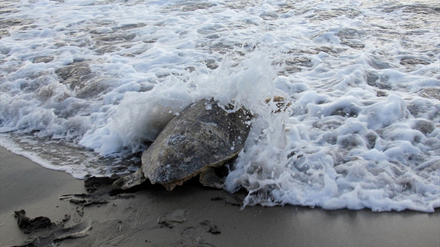 Obüs ve Fırat yeniden denizle buluştu