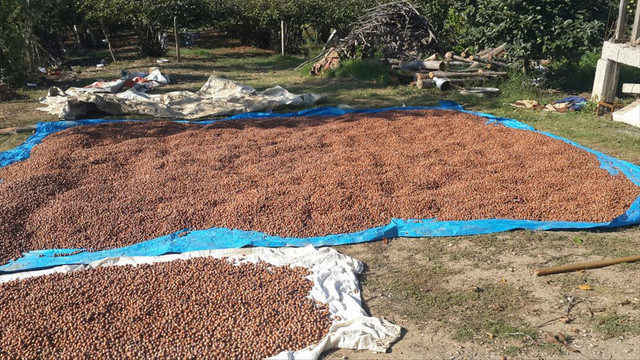 OGM, Türkiye'nin en büyük fındık üreticileri arasına girdi