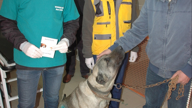 Otomobile bağlanarak sürüklenen köpek sahiplenildi