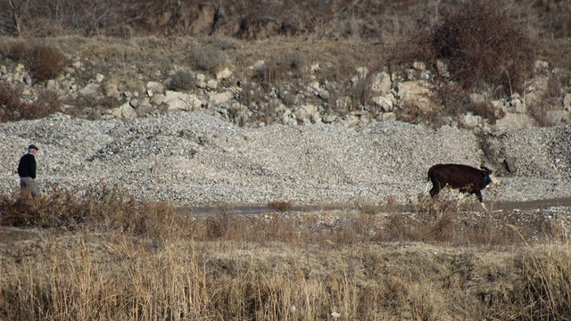 Sahibinin elinden kaçan inek Kelkit Çayı'na atladı