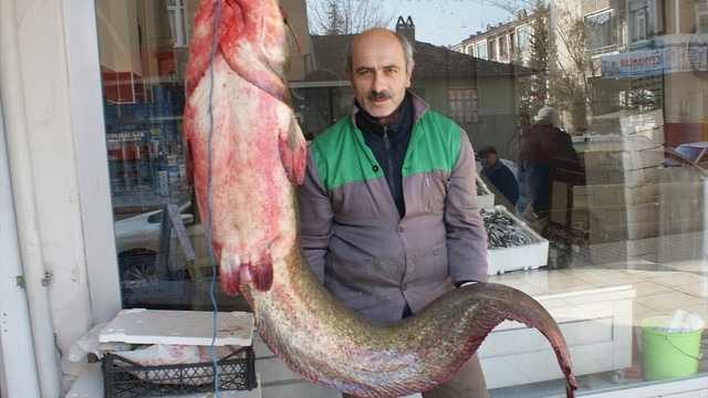 Samsun'daki baraj gölünde 60 kilogramlık yayın balığı yakalandı