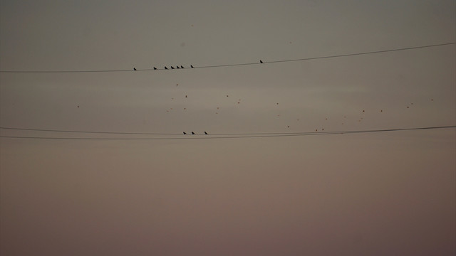 Trakya'da kuşları elektrik çarpmayacak