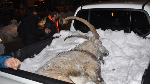 Tunceli'de kaçak avlanma