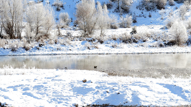 Tunceli'de su samuru görüntülendi