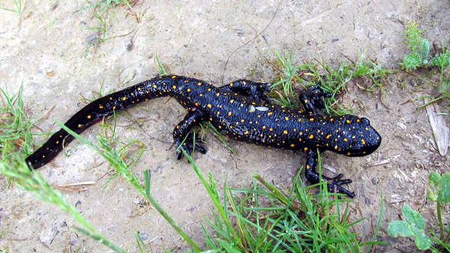Tunceli'de yeni bir kurbağa alt türü tespit edildi