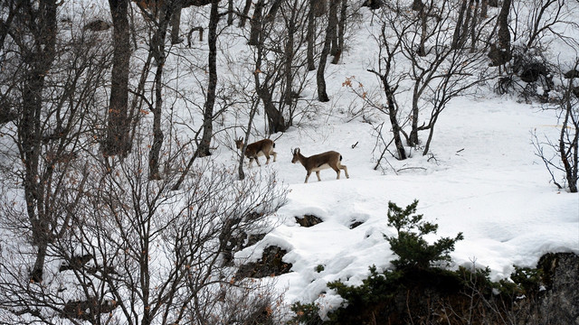 Tunceli'de yiyecek arayan yaban keçileri görüntülendi
