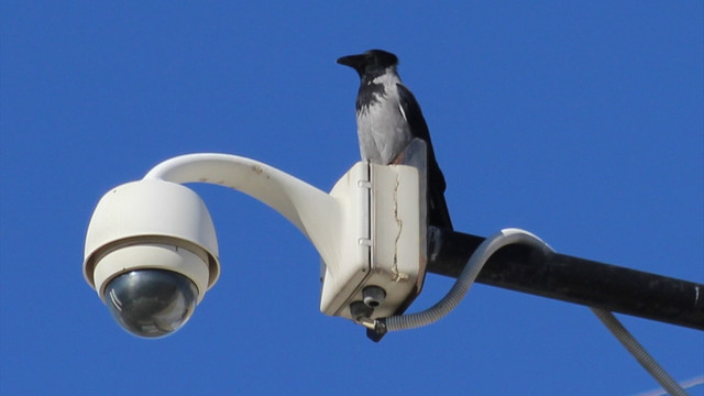 Türkiye Kuş Türü Listesi'ne yeni bir kayıt eklendi