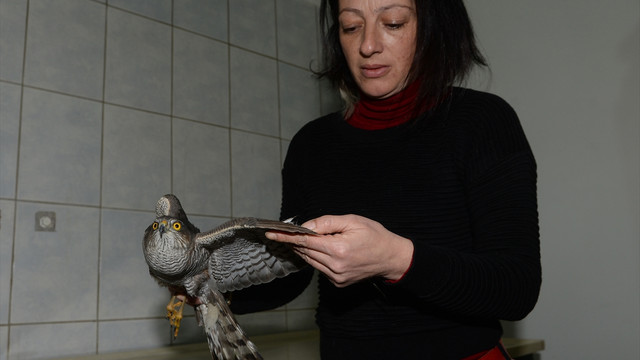 Uçmaması için atmacanın kanat tüyleri kesilmiş