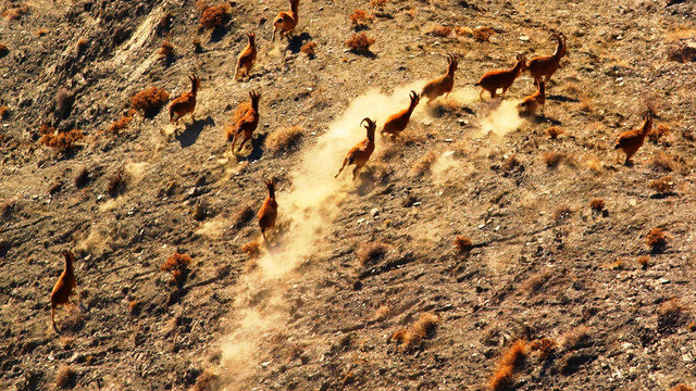 Yaban hayvanlarının popülasyonu araştırılıyor