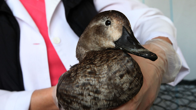 Yaralı bulunan yaban ördeği ameliyat edildi