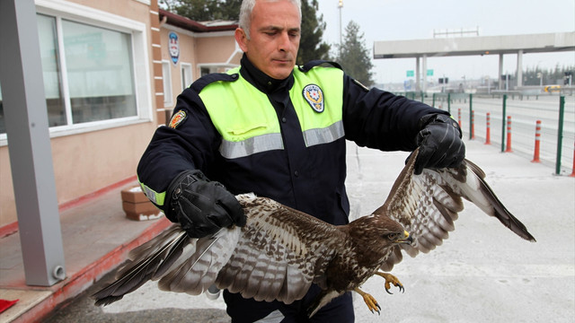 Yaralı şahinlere polis eli