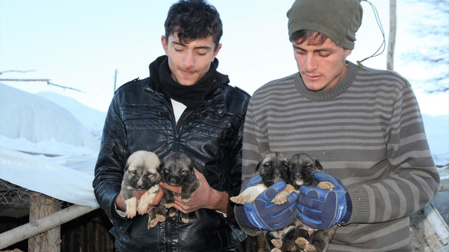 Yavru köpeklere mahallenin gençleri sahip çıktı