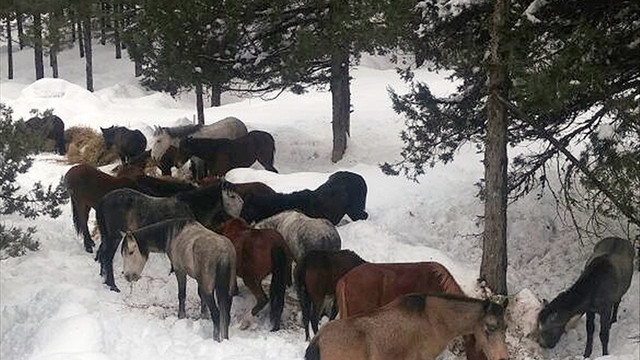 Yılkı atları için doğaya yem bıraktılar