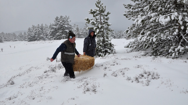 Yılkı atları ve kızıl geyikler için doğaya yem bırakıldı