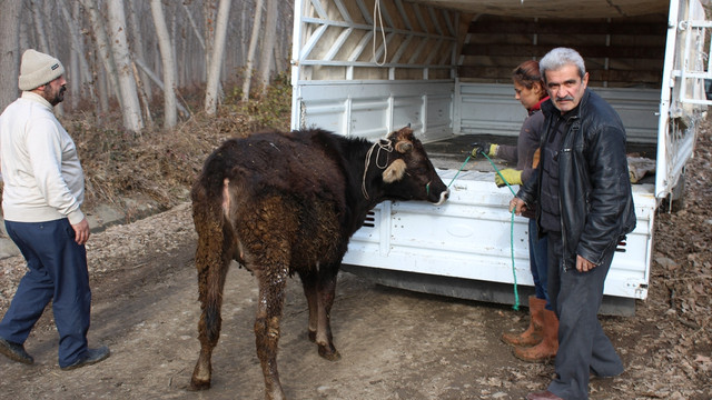Yolda yaralı bulunan inek 40 gün sonra sahibine teslim edildi