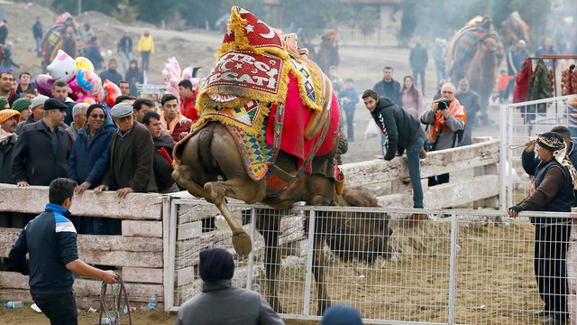 35. Selçuk Efes Deve Güreşi Festivali