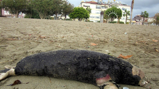 Alanya sahilinde ölü fok bulundu