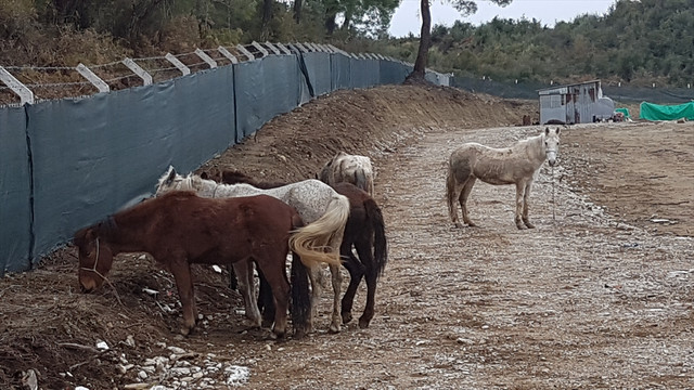 Antalya'da çiftlikte at kesildiği iddiası