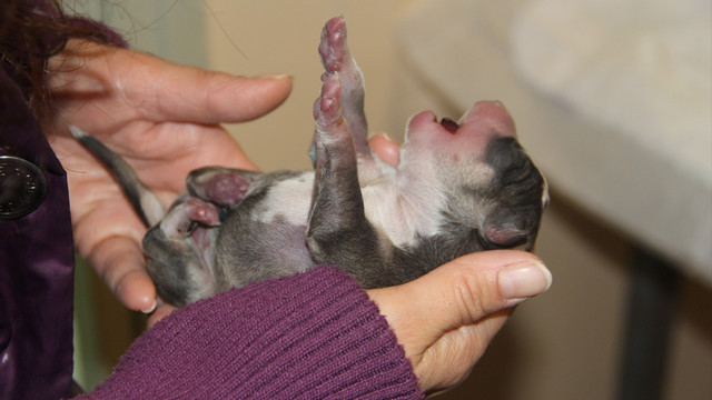 Aracın çarptığı gebe köpeğin yavruları sezaryen ile alındı