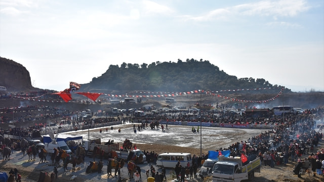 Aydın'da deve güreşi festivali