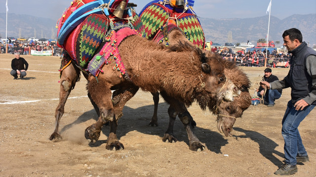 Aydın'da deve güreşi
