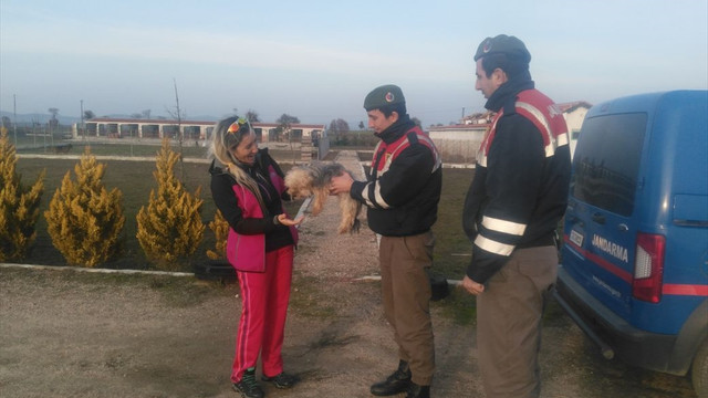 Çanakkale'de çalınan köpekleri jandarma buldu