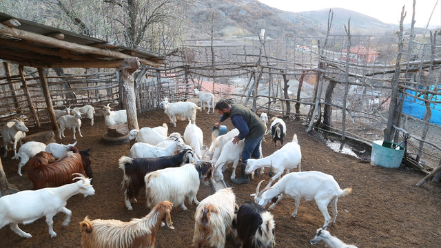 Çoban sorununa sınır ötesi çözüm arayışı